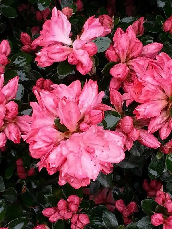 Azalea Japonica Blauw's pink for sale UK