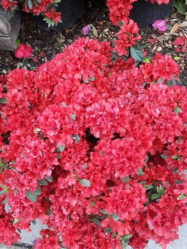 Azalea Japonica Hot Shot Variety with Variegated Leaves and Prolific Red Blooms