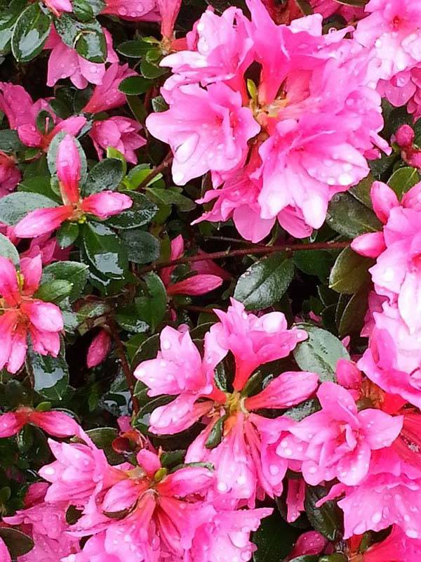 Azalea Japonica Kirin 14 Variety - For Sale at Paramount Plants