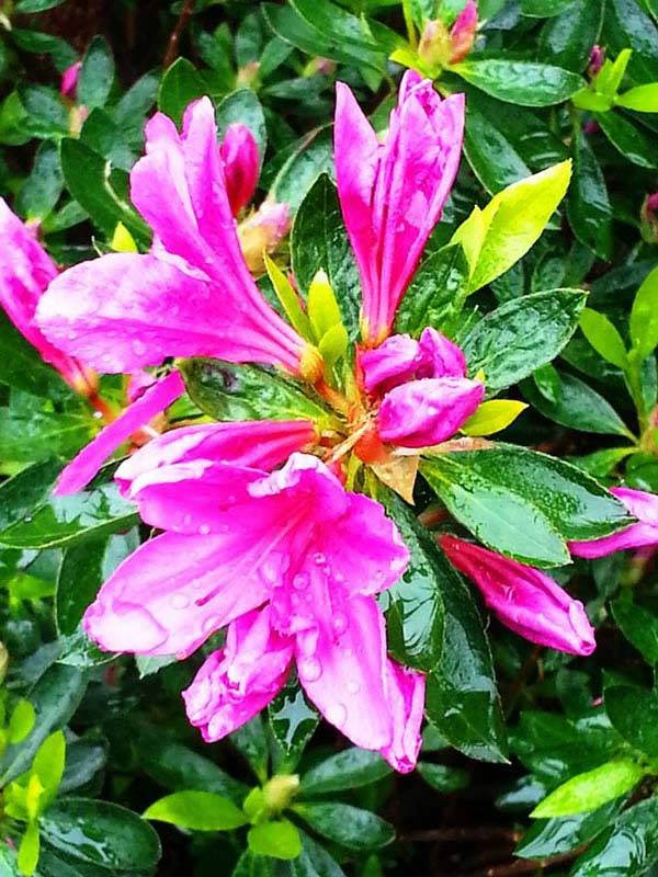 Azalea Japonica Purple Splendour - Buy Online at Paramount Plants