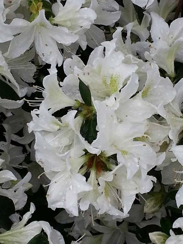 Azalea Japonica 'Snow' pure white variety for sale UK