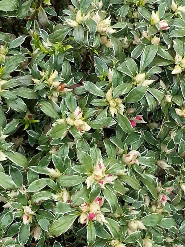Azalea Japonica Silver Queen with Variegated leaves for sale UK