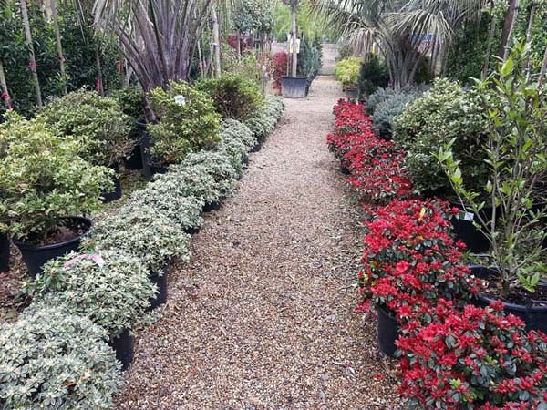 Azaleas for sale UK delivery