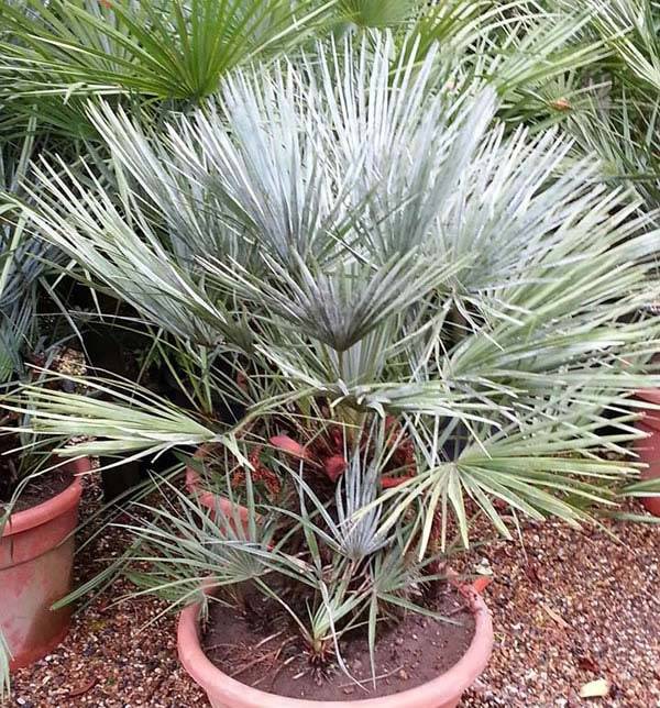 Blue Mediterranean Fan Palm for sale UK