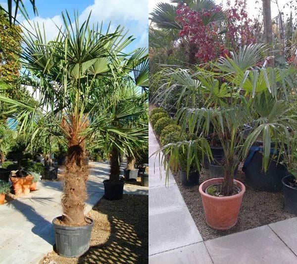 Chusan Palm Trees - to buy online for UK delivery