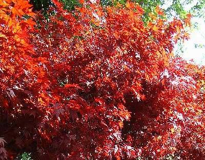 On special offer: Large Japanese Maple trees for sale