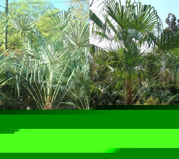 Trachycarpus Fortunei is also known as Chusan Palm - a hardy palm for the UK climate