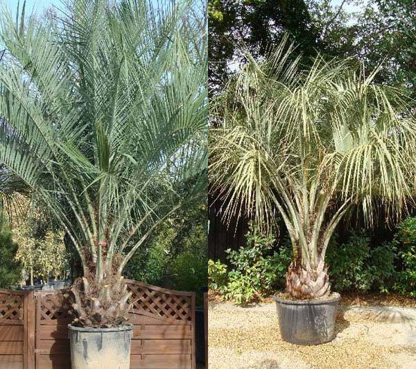 Butia Capitata Palms Special Offer at Paramount Plants