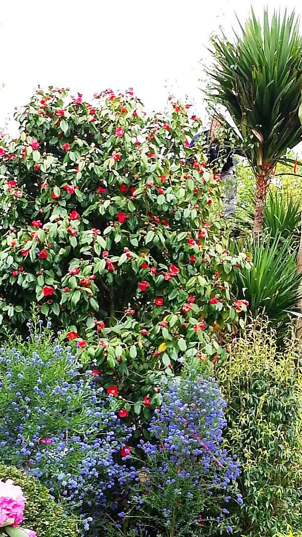 Mature Camellia Japonica Dr. Burnside, featured here as a backdrop to a mixed border