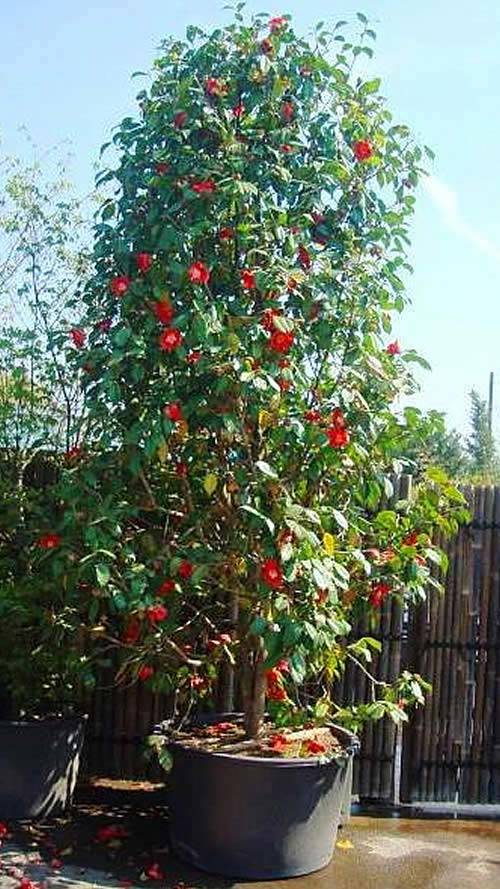 Our 25 year old Camellia Japonica Dr Burnside - in flower earlier this year