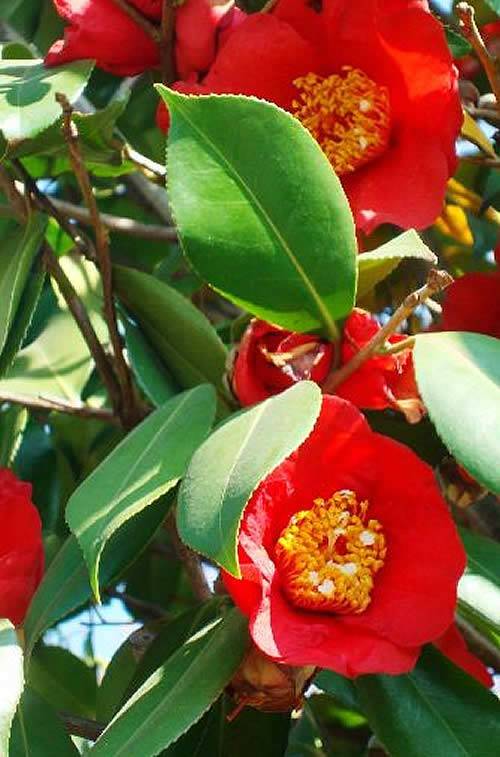 Mature Camellia Japonica Dr. Burnside - striking deep red semi-double flowers
