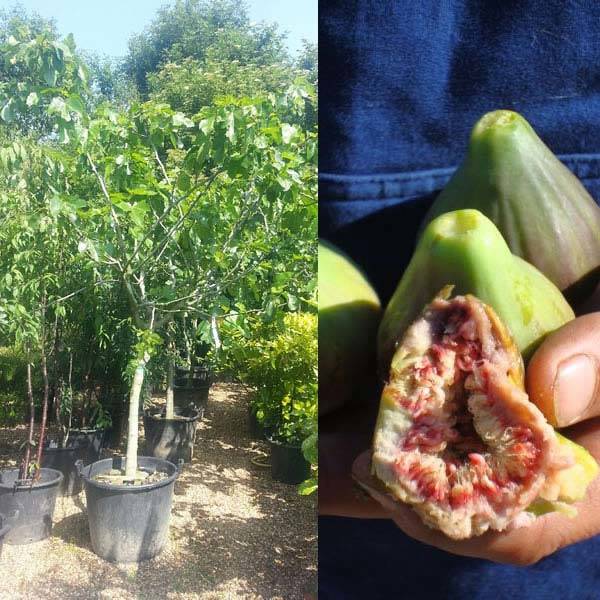 Fig Trees - Ficus Carica grows well in UK gardens for sale London