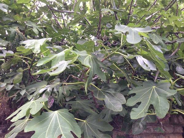 Fully Grown Fig Tree in a London Garden