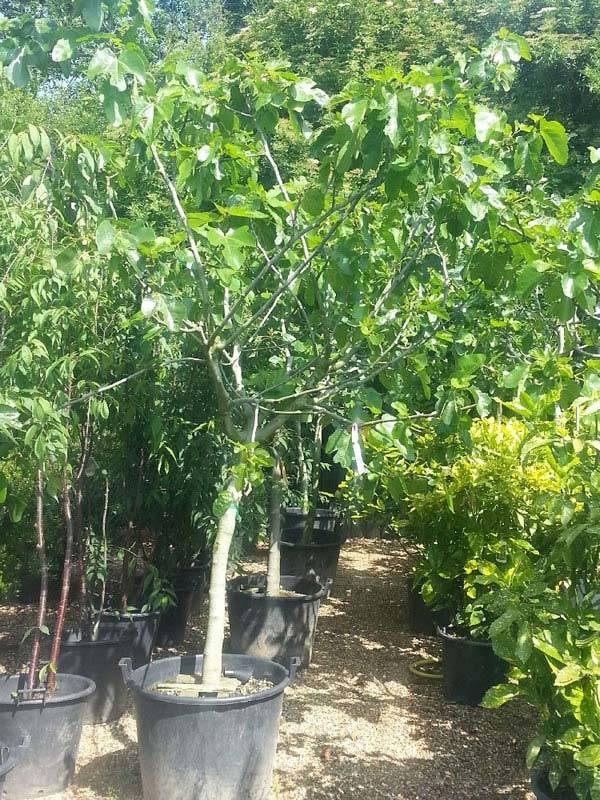 3.5 Metre Fig Trees for Sale at Paramount Plants in London