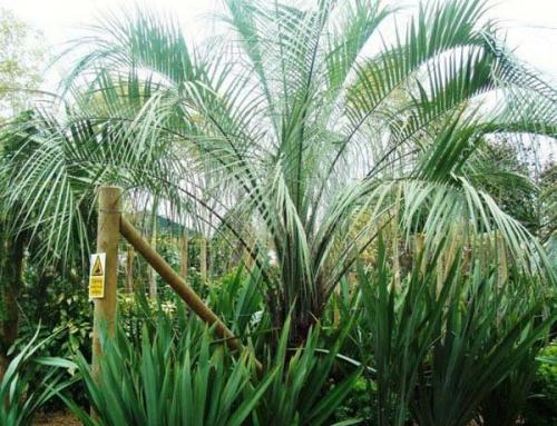 Butia Palms commonly known as Jelly Palm or Pindo Palm