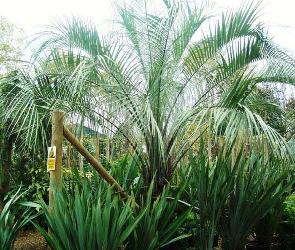 Extra Large Butia Capitata Palm Special Offer 4-4.5m height Usual Price: £1,250.00 Sale price: £795.00 + 10% discount when you use PARA10 at checkout