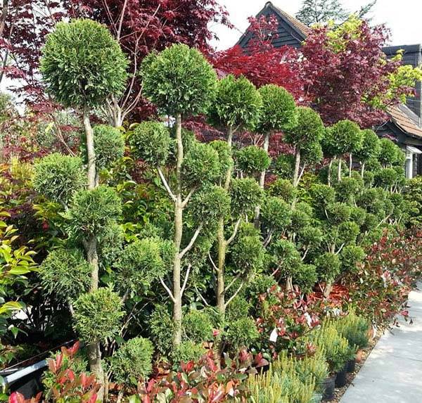 Cupressus Leylandii Pom Pom Topiary buy online