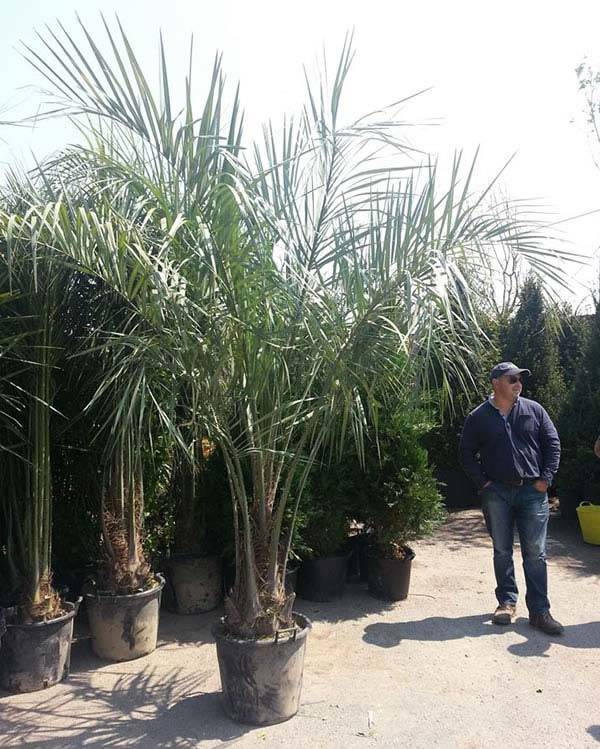 Pindo Palms - Butia Capitata | 2.5-3m height | Special Offer - Usual Price: £295.00 Sale price: £250.00