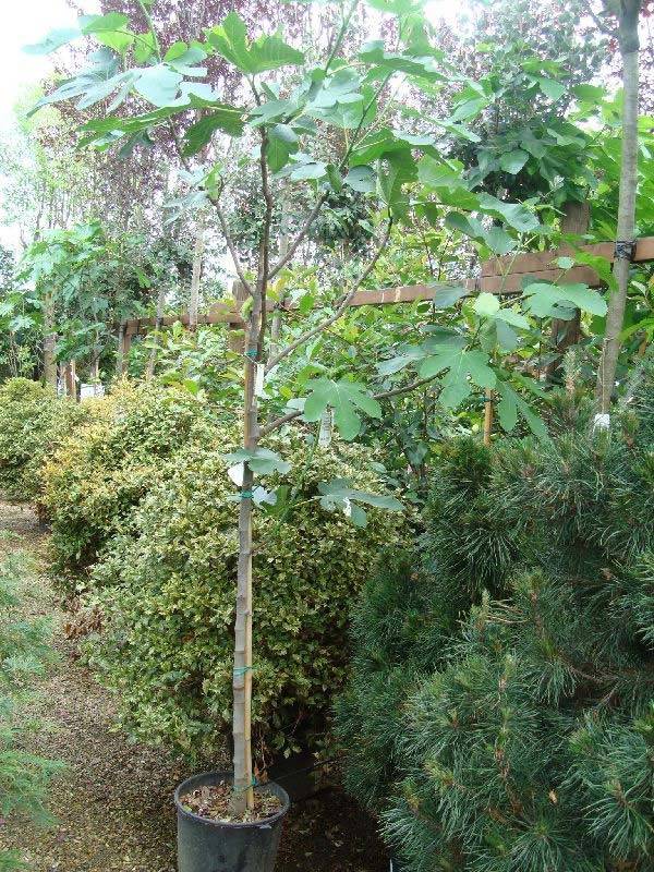 250 Metre Fig Tree - buy online with UK delivery