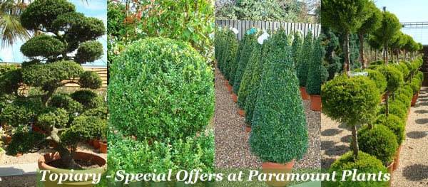 Topiary Special Offers at Paramount Plants - buy online with UK delivery