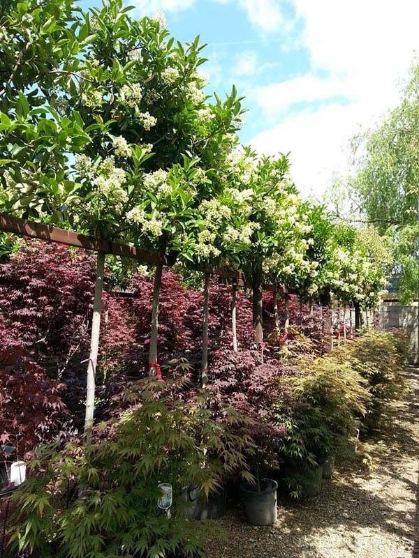 Viburnum Tinus Eve Price Full Standard Trees for sale UK