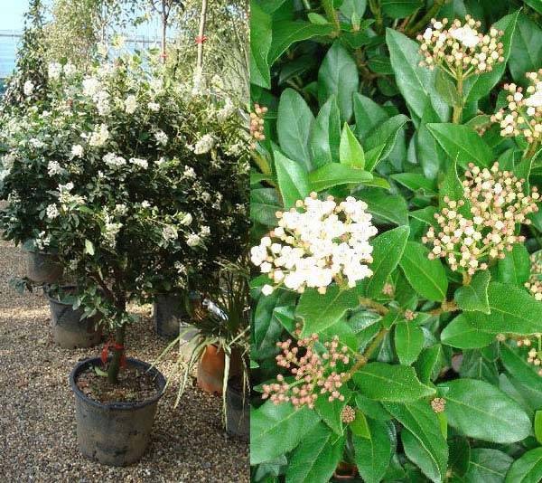 Viburnum Tinus 'Eve Price' Topiary Tree for sale UK delivery