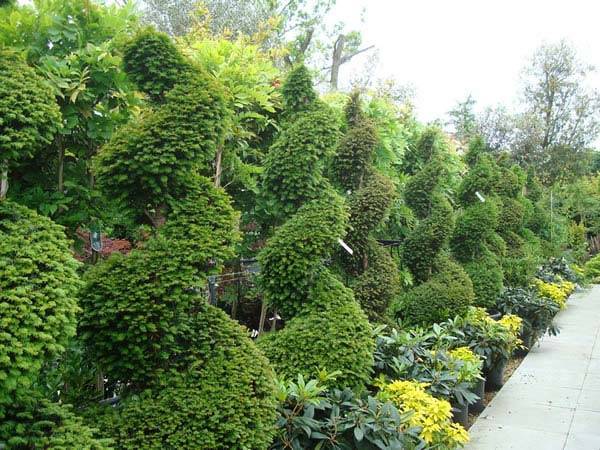 Taxus Baccatta - Yew Spirals buy online UK delivery