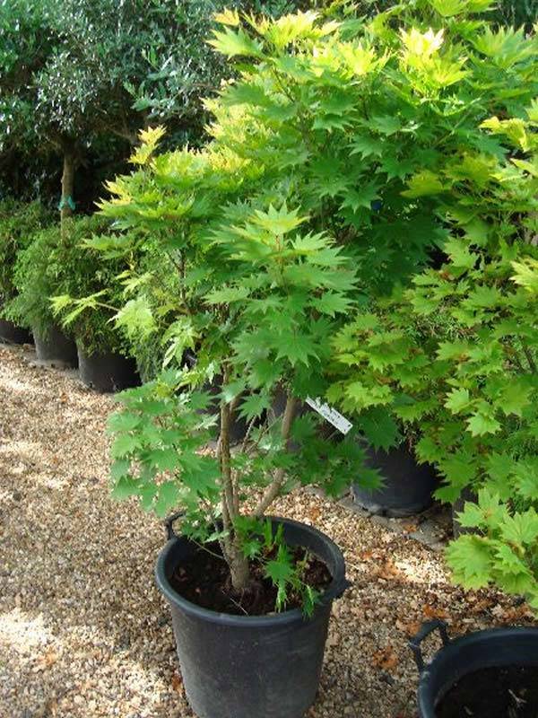 The lovely Acer Palmatum Shirasawanum Aureum