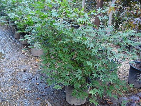 Acer Chitoseyama, very attractive weeping variety of Japanese maple with stunning foliage