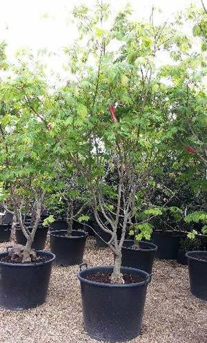 Acer Palmatum Aconitifolium, also known as the full moon Acer 