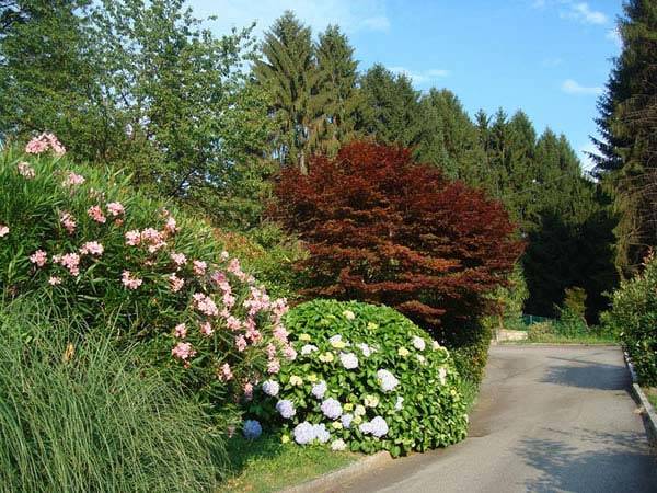 Acer Palmatum Bloodgood for sale UK