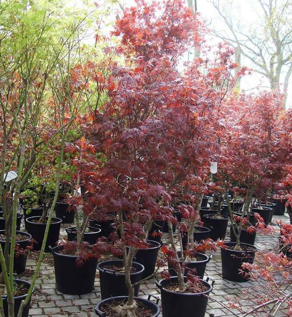 Acer Bloodgood, 20 years old, Price £695