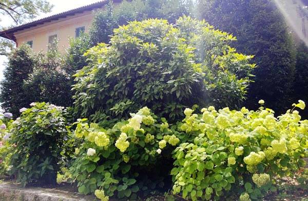 Aucuba Japonica and Hydrangea Paniculata growing in Italy