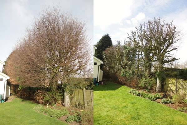 Before and After - a line of Beech Trees pruned 