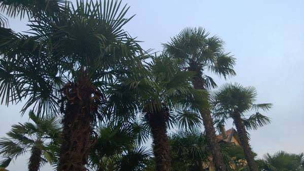 Trachycarpus Fortunei growing in Lago Maggiore