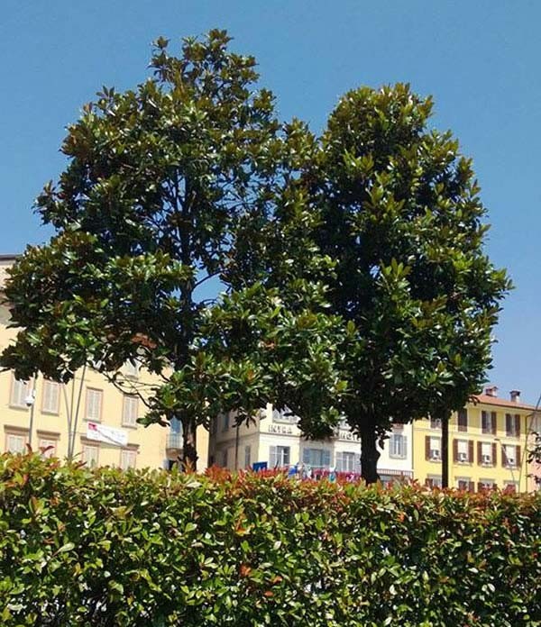 Mature Magnolia Grandiflora Trees for sale UK