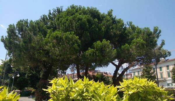 Pinus Pinea for sale online UK