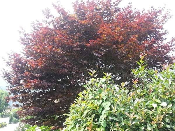 Japanese acers - pruned to shape