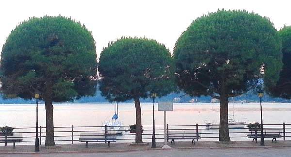 Shaped Pine Trees in Lago Maggiore