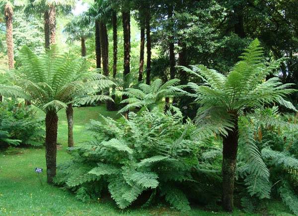 Dicksonia Antarctica growing in Northern Italy