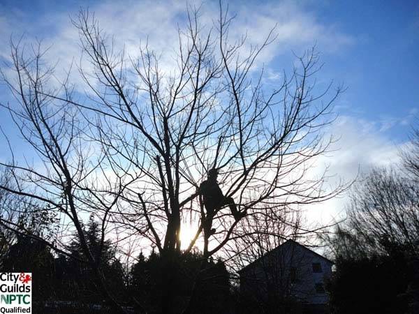 Tree pollarding is best done during winter months