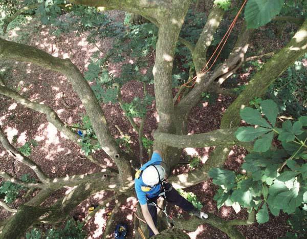 A qualified arborist and tree surgeon assessing a horse chestnut tree