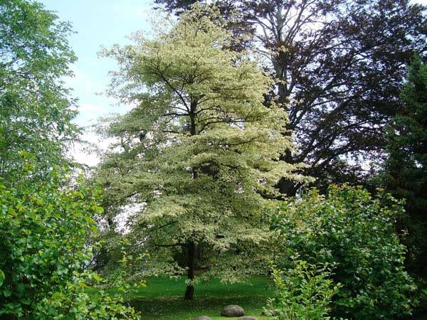 Cornus Contraversa Variegata - The Wedding Cake Tree for sale UK