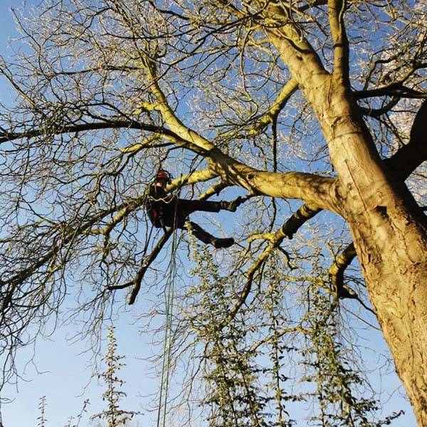 Winter Tree Pruning by Qualified Arborists