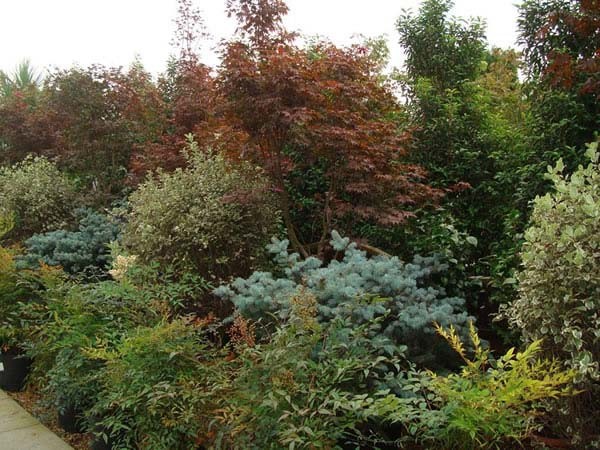Mature trees for Autumn planting for sale UK