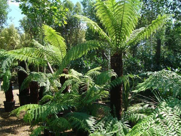 Dicksonia Antarctica Tree Ferns for sale UK - read about Protecting Tree Ferns in Winter