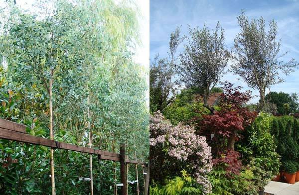 Silver leaf Eucalyptus and Olive Trees