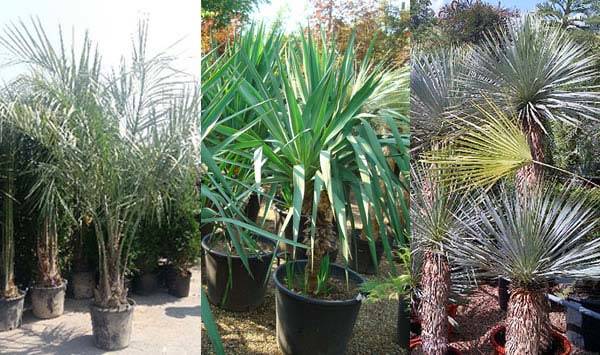 Hardy palms with silver leaves for sale UK