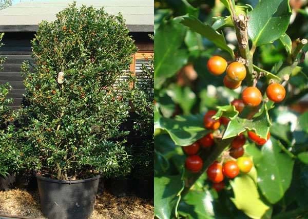 Ilex Aquifolium shrubs for sale UK