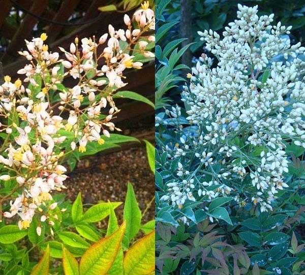 Evergreen flowering shrub Heavenly Bamboo, buy online UK
